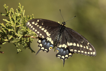 Картинка животные бабочки +мотыльки +моли бабочка