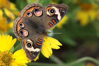 Картинка животные бабочки +мотыльки +моли бабочка