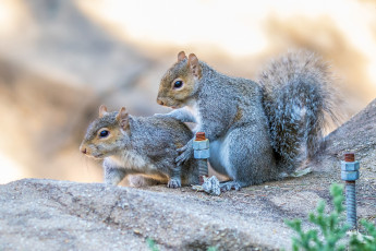 Картинка животные белки белка