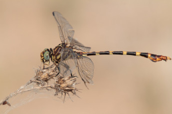 Картинка животные стрекозы крылья стрекоза