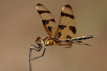 Картинка животные стрекозы крылья стрекоза