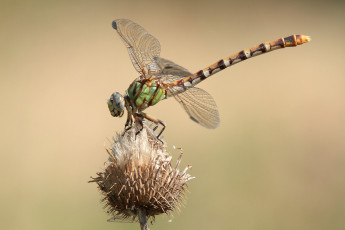 Картинка животные стрекозы крылья стрекоза