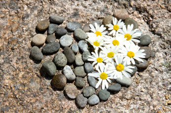 Картинка цветы ромашки цветочки камешки сердце природа