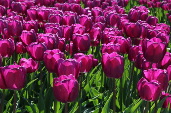 Картинка цветы тюльпаны малиновые лепестки