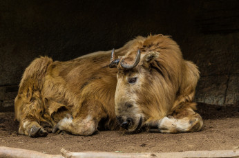 Картинка животные антилопы гну антилопа