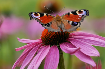 Картинка животные бабочки +мотыльки +моли бабочка