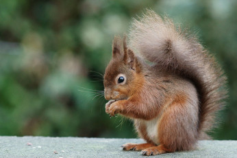 Картинка животные белки белка