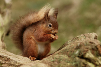 Картинка животные белки белка