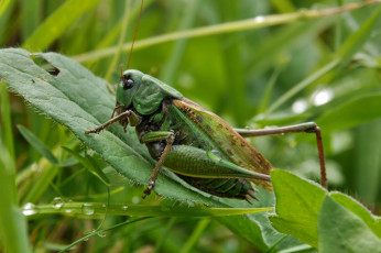 Картинка животные кузнечики +саранча саранча