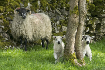 Картинка животные овцы +бараны ягнята овца