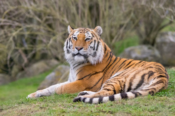 Картинка животные тигры тигр