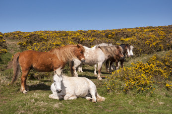 Картинка животные лошади лошадки