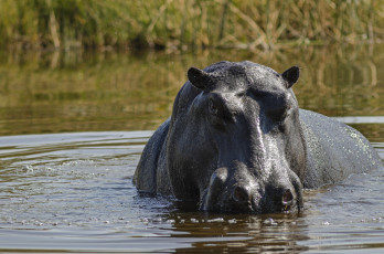 Картинка животные бегемоты гиппопотам