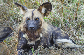 Картинка животные гиены +гиеновые+собаки собака гиеновидная