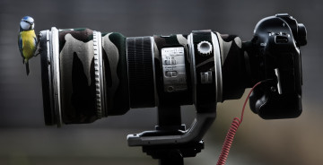 Картинка животные синицы +лазоревки синичка фотокамера