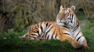 Картинка животные тигры тигр