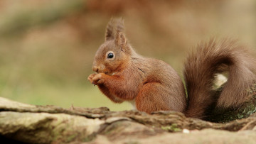 Картинка животные белки белка