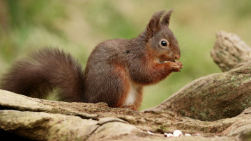 Картинка животные белки белка