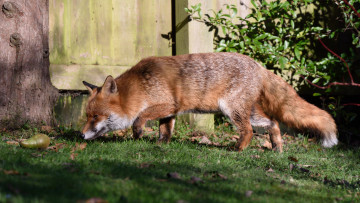 Картинка животные лисы лисичка