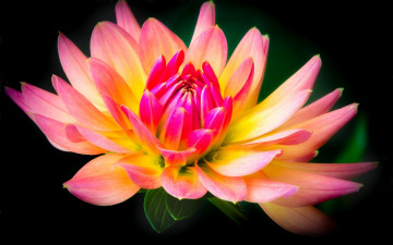 Картинка цветы георгины фон лепестки