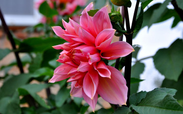 Картинка цветы георгины фон лепестки