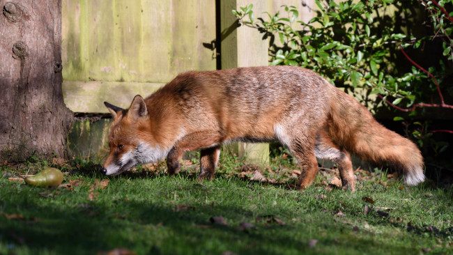 Обои картинки фото животные, лисы, лисичка