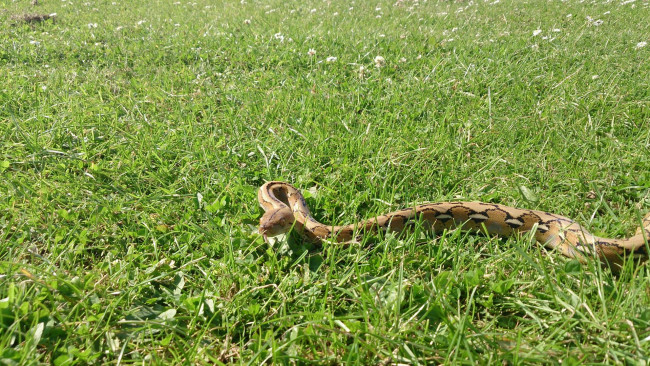 Обои картинки фото животные, змеи,  питоны,  кобры, змея