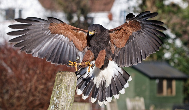 Обои картинки фото животные, птицы - хищники, орел