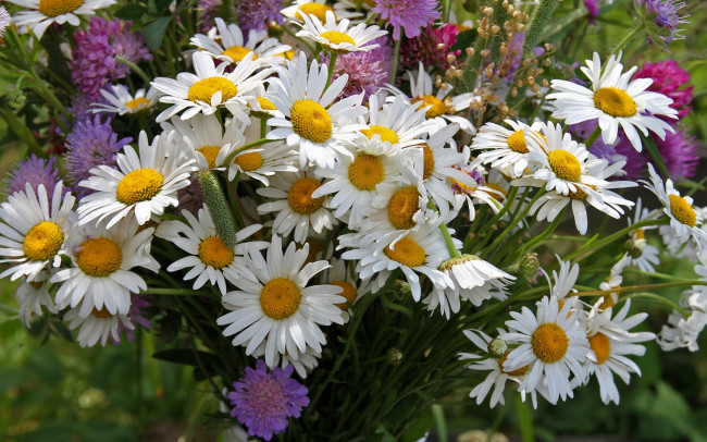 Обои картинки фото цветы, разные вместе, букет, лето, клевер, ромашки