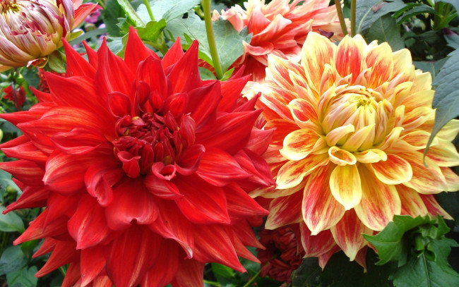 Обои картинки фото цветы, георгины, фон, лепестки