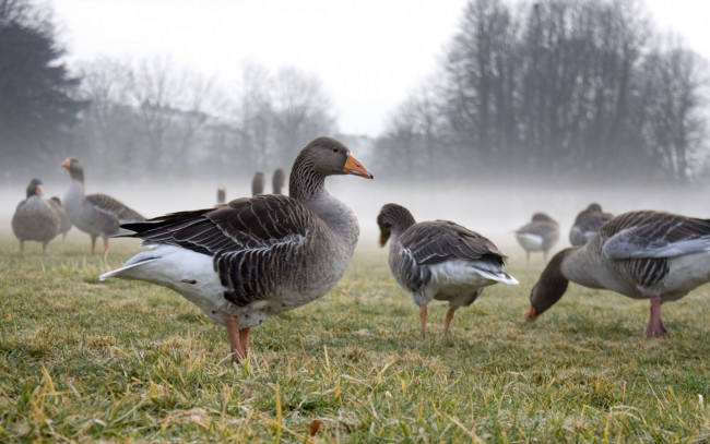 Обои картинки фото животные, гуси