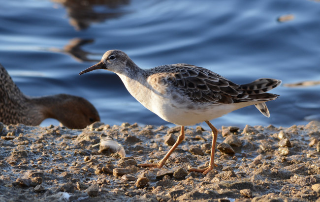 Обои картинки фото животные, птицы, птичка