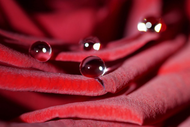 Обои картинки фото цветы, розы, капли, макро, лепестки, цветок, красный