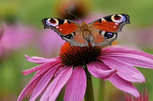 Обои картинки фото животные, бабочки,  мотыльки,  моли, бабочка