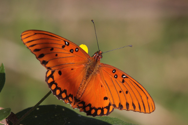 Обои картинки фото животные, бабочки,  мотыльки,  моли, бабочка