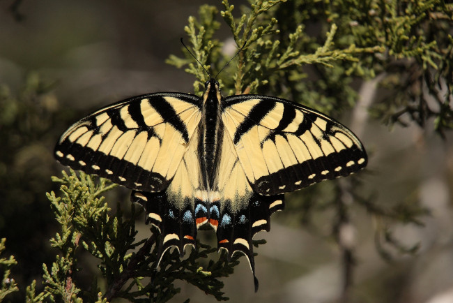 Обои картинки фото животные, бабочки,  мотыльки,  моли, бабочка