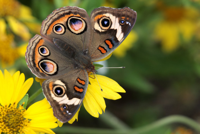 Обои картинки фото животные, бабочки,  мотыльки,  моли, бабочка