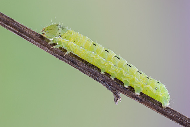 Обои картинки фото животные, гусеницы, травинка, макро, фон, гусеница, насекомое