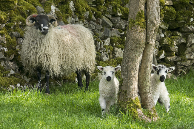 Обои картинки фото животные, овцы,  бараны, ягнята, овца