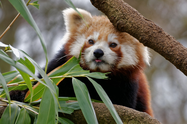 Обои картинки фото животные, панды, панда