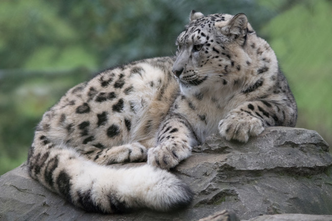 Обои картинки фото животные, снежный барс , ирбис, барс, снежный