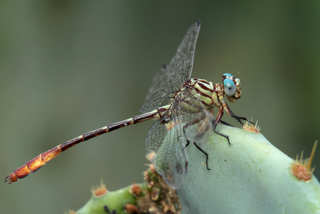 Обои картинки фото животные, стрекозы, крылья, стрекоза