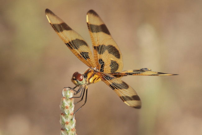 Обои картинки фото животные, стрекозы, крылья, стрекоза
