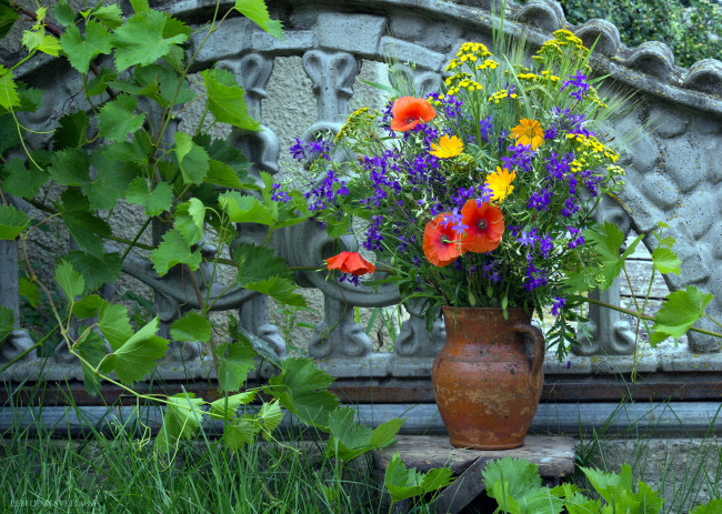 Обои картинки фото цветы, луговые , полевые,  цветы, маки, кувшин, космея, пижма