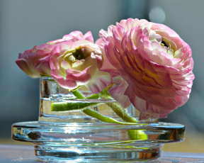 Картинка цветы ранункулюс+ азиатский+лютик ваза лютик азиатский ранункулюс