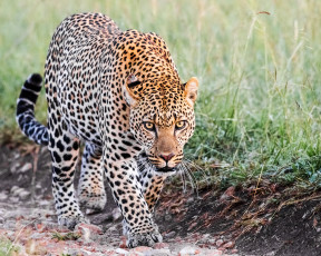 Картинка животные леопарды хищник