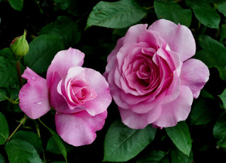 Картинка цветы розы лепестки бутон