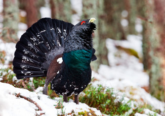 Картинка животные глухари +тетерева птичка