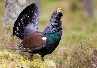 Картинка животные глухари +тетерева птичка