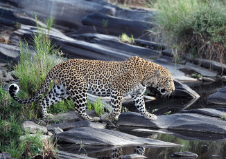 Картинка животные леопарды хищник